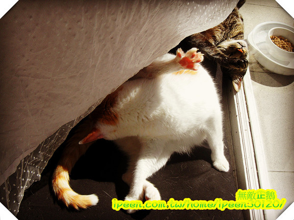 公主茶園:【台南】讓我們喵在一起~享受貴婦下午茶!《公主茶園PTM》