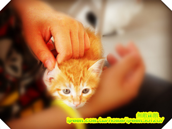 公主茶園:【台南】讓我們喵在一起~享受貴婦下午茶!《公主茶園PTM》