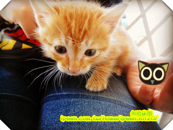 公主茶園:【台南】讓我們喵在一起~享受貴婦下午茶!《公主茶園PTM》