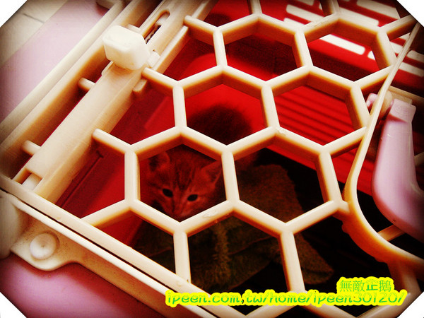 公主茶園:【台南】讓我們喵在一起~享受貴婦下午茶!《公主茶園PTM》