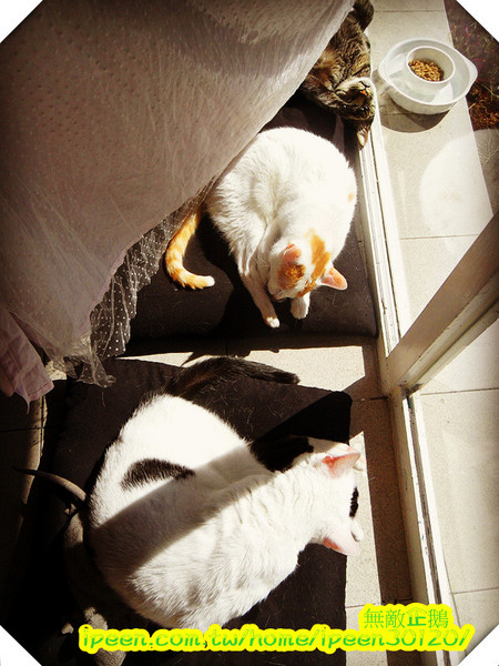 公主茶園:【台南】讓我們喵在一起~享受貴婦下午茶!《公主茶園PTM》