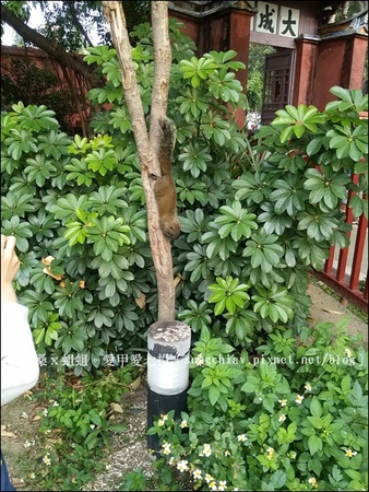 國立台灣文學館：［台南中西］府城古蹟散步：台灣文學館、台南武德殿、林百貨、土地銀行