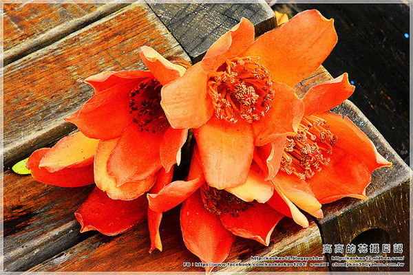 台中公園：【臺中】北區。臺中公園