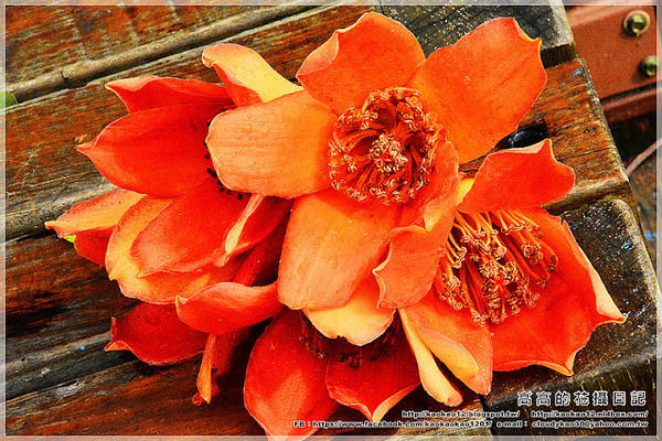 台中公園：【臺中】北區。臺中公園