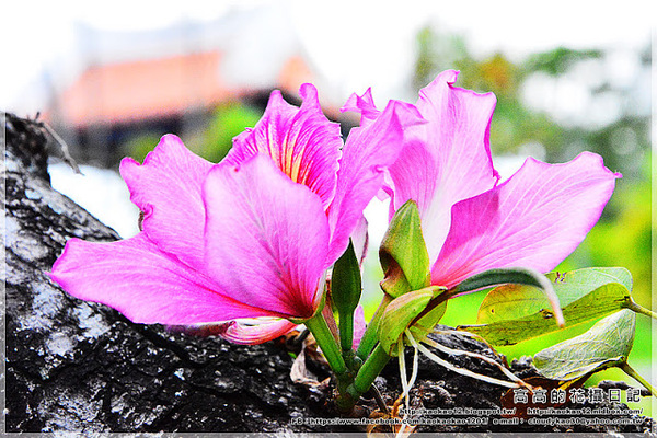 台中公園：【臺中】北區。臺中公園