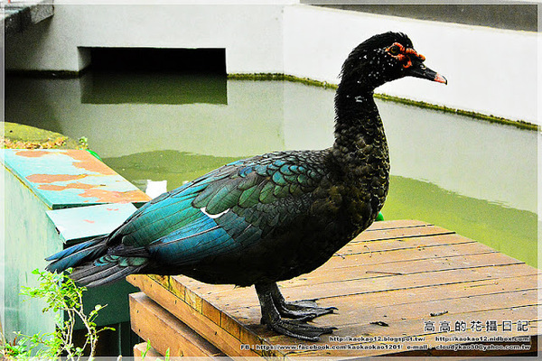 台中公園：【臺中】北區。臺中公園