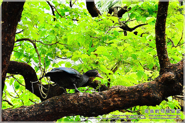 台中公園：【臺中】北區。臺中公園