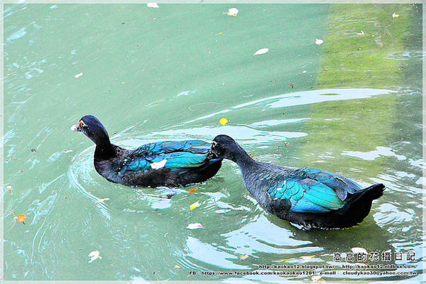 台中公園：【臺中】北區。臺中公園