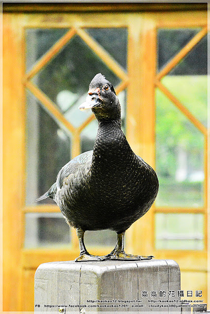 台中公園：【臺中】北區。臺中公園