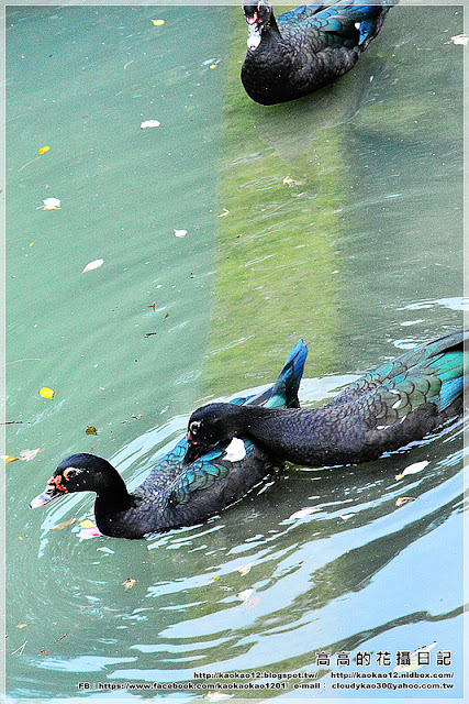 台中公園：【臺中】北區。臺中公園