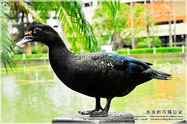 台中公園：【臺中】北區。臺中公園