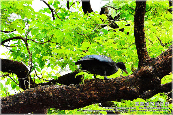 台中公園：【臺中】北區。臺中公園