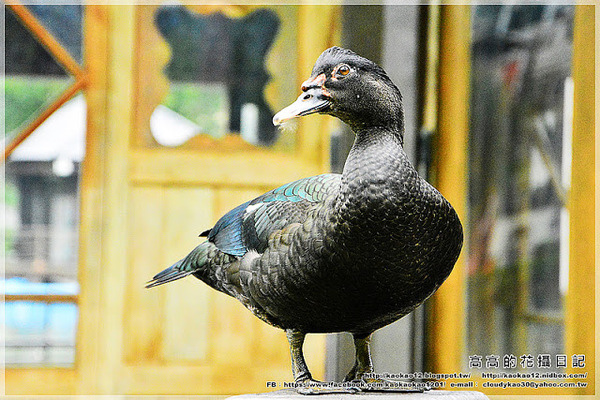 台中公園：【臺中】北區。臺中公園