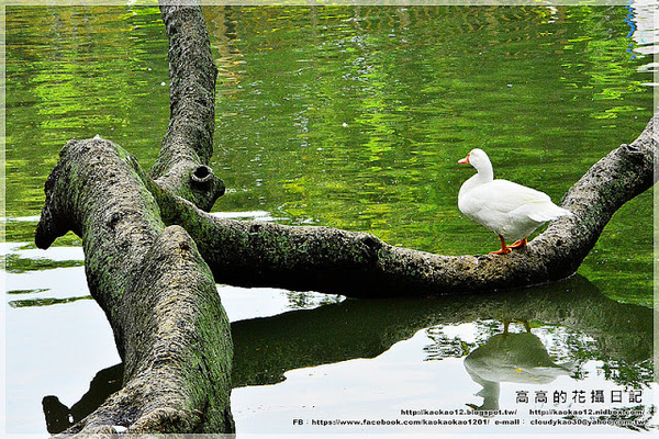 台中公園：【臺中】北區。臺中公園
