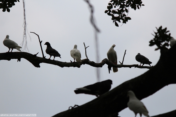 台中公園: 2014台中街頭藝人甄選活動✪台中公園好好拍~103.05.04