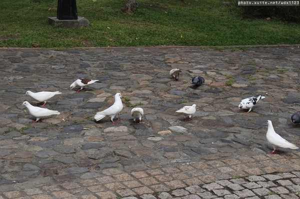 台中公園: 2014台中街頭藝人甄選活動✪台中公園好好拍~103.05.04