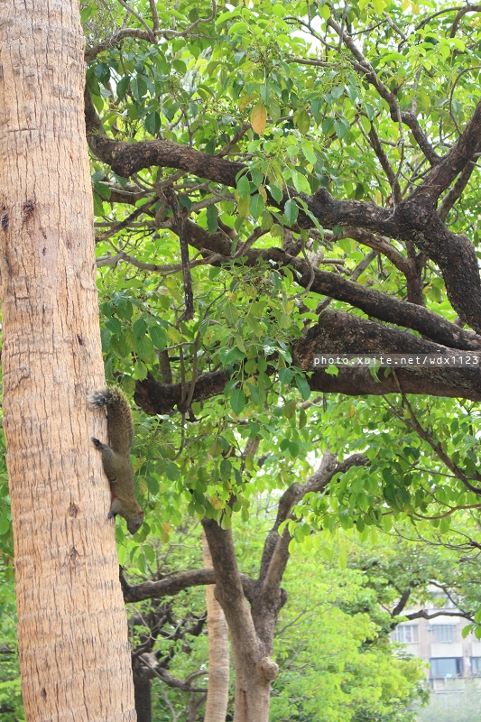 台中公園: 2014台中街頭藝人甄選活動✪台中公園好好拍~103.05.04