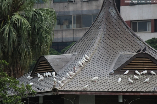 台中公園: 2014台中街頭藝人甄選活動✪台中公園好好拍~103.05.04