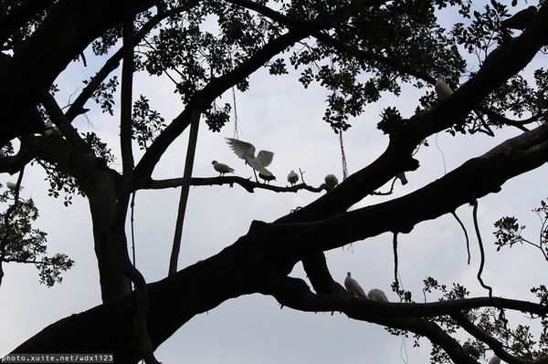 台中公園: 2014台中街頭藝人甄選活動✪台中公園好好拍~103.05.04