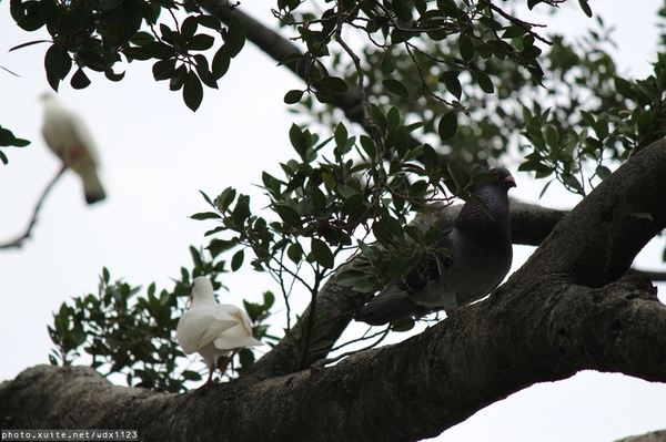 台中公園: 2014台中街頭藝人甄選活動✪台中公園好好拍~103.05.04