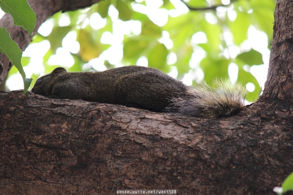 台中公園: 2014台中街頭藝人甄選活動✪台中公園好好拍~103.05.04