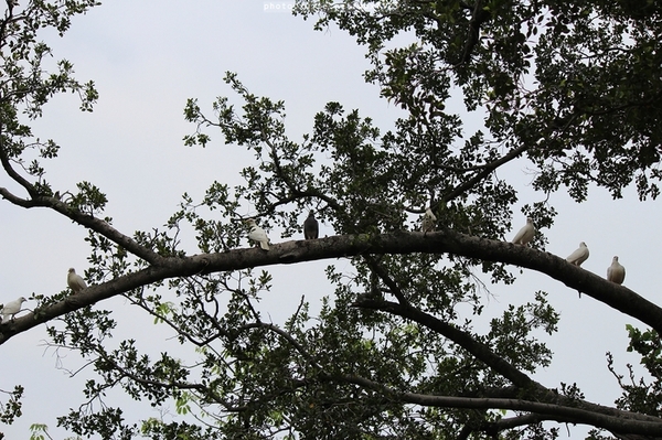 台中公園: 2014台中街頭藝人甄選活動✪台中公園好好拍~103.05.04
