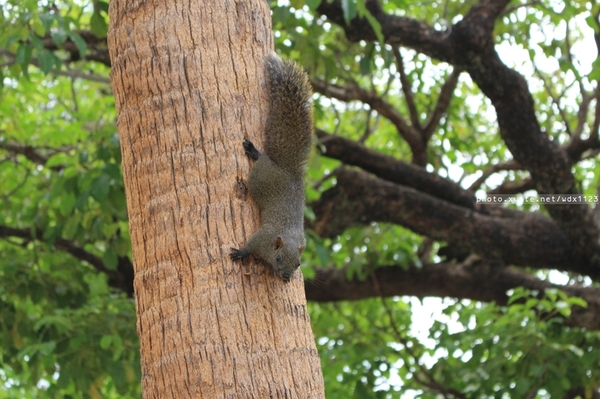 台中公園: 2014台中街頭藝人甄選活動✪台中公園好好拍~103.05.04