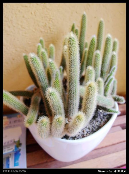 INO Ice:【台中.美食】Ino ice♥每天只限量兩種口味超好吃霜淇淋