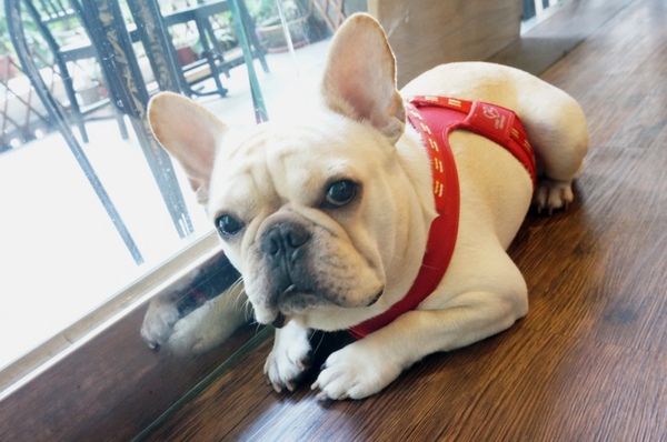 Impronta Cafe 腳印咖啡：讓人忍不住再訪的原因～除了咖啡還有胖虎店長【台北中山區/Impronta Cafe 腳印咖啡】