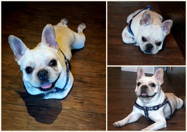 Impronta Cafe 腳印咖啡：讓人忍不住再訪的原因～除了咖啡還有胖虎店長【台北中山區/Impronta Cafe 腳印咖啡】