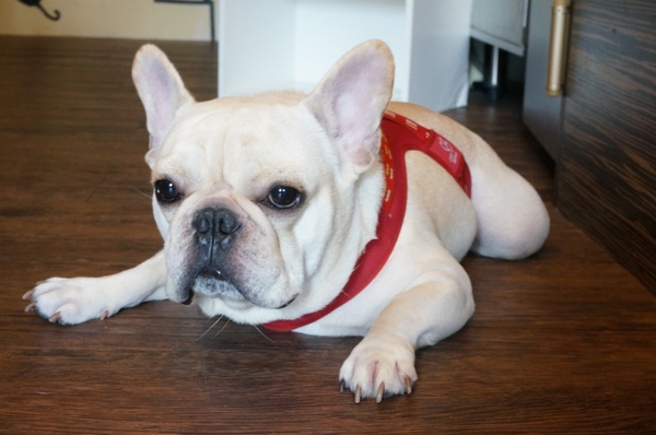 Impronta Cafe 腳印咖啡：讓人忍不住再訪的原因～除了咖啡還有胖虎店長【台北中山區/Impronta Cafe 腳印咖啡】