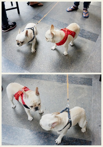 Impronta Cafe 腳印咖啡：讓人忍不住再訪的原因～除了咖啡還有胖虎店長【台北中山區/Impronta Cafe 腳印咖啡】