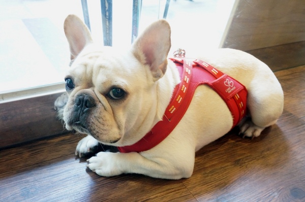 Impronta Cafe 腳印咖啡：讓人忍不住再訪的原因～除了咖啡還有胖虎店長【台北中山區/Impronta Cafe 腳印咖啡】