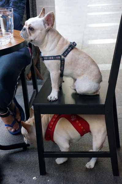 Impronta Cafe 腳印咖啡：讓人忍不住再訪的原因～除了咖啡還有胖虎店長【台北中山區/Impronta Cafe 腳印咖啡】