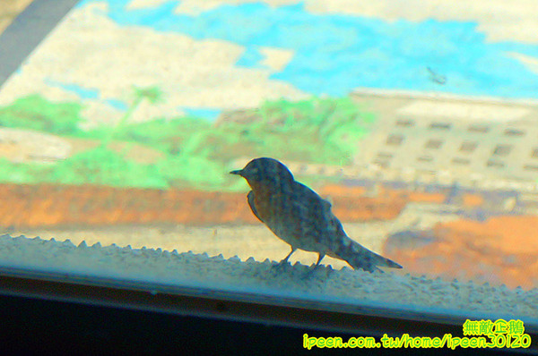 尖山埤江南渡假村：【台南-柳營區】早餐buffetx漆彈廝殺..一起來high all night~《尖山埤江南渡假村》(DAY2)