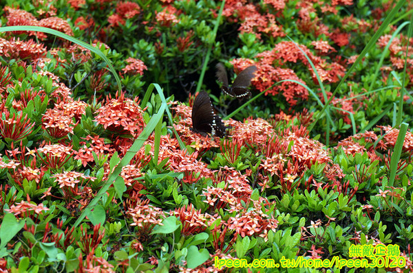 尖山埤江南渡假村：【台南-柳營區】早餐buffetx漆彈廝殺..一起來high all night~《尖山埤江南渡假村》(DAY2)