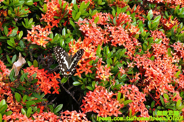 尖山埤江南渡假村：【台南-柳營區】早餐buffetx漆彈廝殺..一起來high all night~《尖山埤江南渡假村》(DAY2)