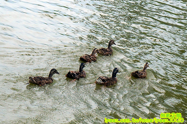 尖山埤江南渡假村：【台南-柳營區】早餐buffetx漆彈廝殺..一起來high all night~《尖山埤江南渡假村》(DAY2)