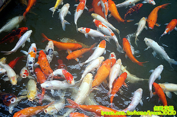 尖山埤江南渡假村：【台南-柳營區】早餐buffetx漆彈廝殺..一起來high all night~《尖山埤江南渡假村》(DAY2)