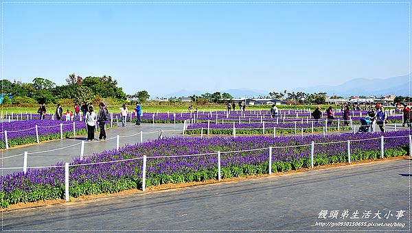 2013新社花海「花間 漫遊 樂悠遊」：【台中／新社】2013新社花海「花間 漫遊 樂悠遊」