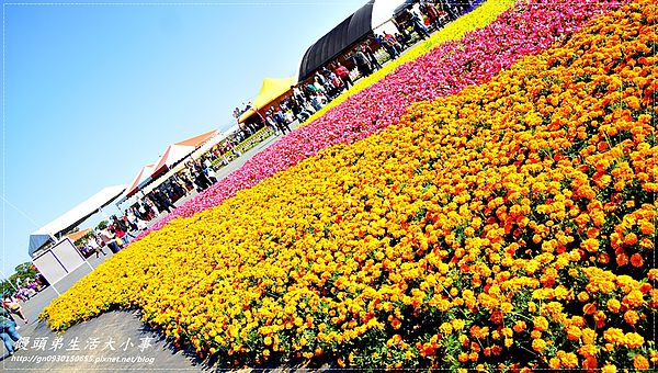 2013新社花海「花間 漫遊 樂悠遊」：【台中／新社】2013新社花海「花間 漫遊 樂悠遊」