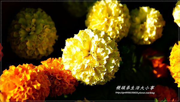 2013新社花海「花間 漫遊 樂悠遊」：【台中／新社】2013新社花海「花間 漫遊 樂悠遊」