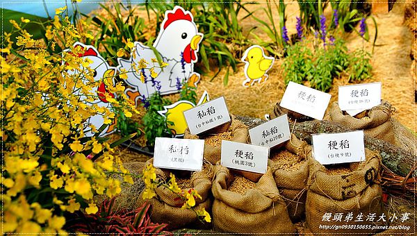 2013新社花海「花間 漫遊 樂悠遊」：【台中／新社】2013新社花海「花間 漫遊 樂悠遊」