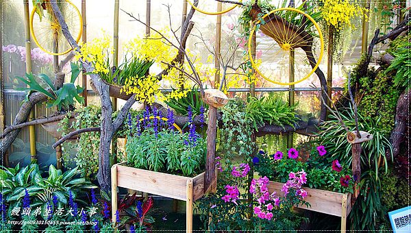 2013新社花海「花間 漫遊 樂悠遊」：【台中／新社】2013新社花海「花間 漫遊 樂悠遊」