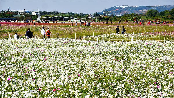 2013新社花海「花間 漫遊 樂悠遊」：【台中／新社】2013新社花海「花間 漫遊 樂悠遊」