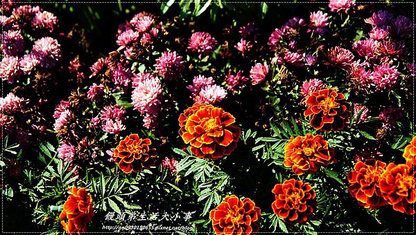 2013新社花海「花間 漫遊 樂悠遊」：【台中／新社】2013新社花海「花間 漫遊 樂悠遊」