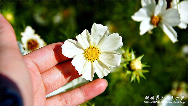 2013新社花海「花間 漫遊 樂悠遊」：【台中／新社】2013新社花海「花間 漫遊 樂悠遊」
