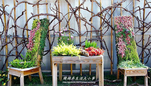 2013新社花海「花間 漫遊 樂悠遊」：【台中／新社】2013新社花海「花間 漫遊 樂悠遊」