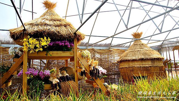 2013新社花海「花間 漫遊 樂悠遊」：【台中／新社】2013新社花海「花間 漫遊 樂悠遊」