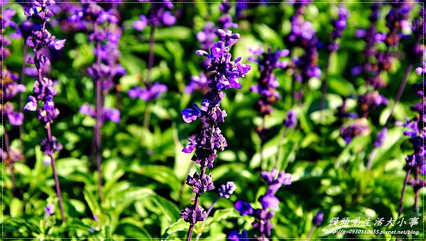 2013新社花海「花間 漫遊 樂悠遊」：【台中／新社】2013新社花海「花間 漫遊 樂悠遊」